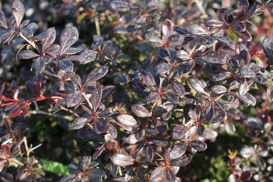 Барбарис обыкновенный Berberis vulgaris