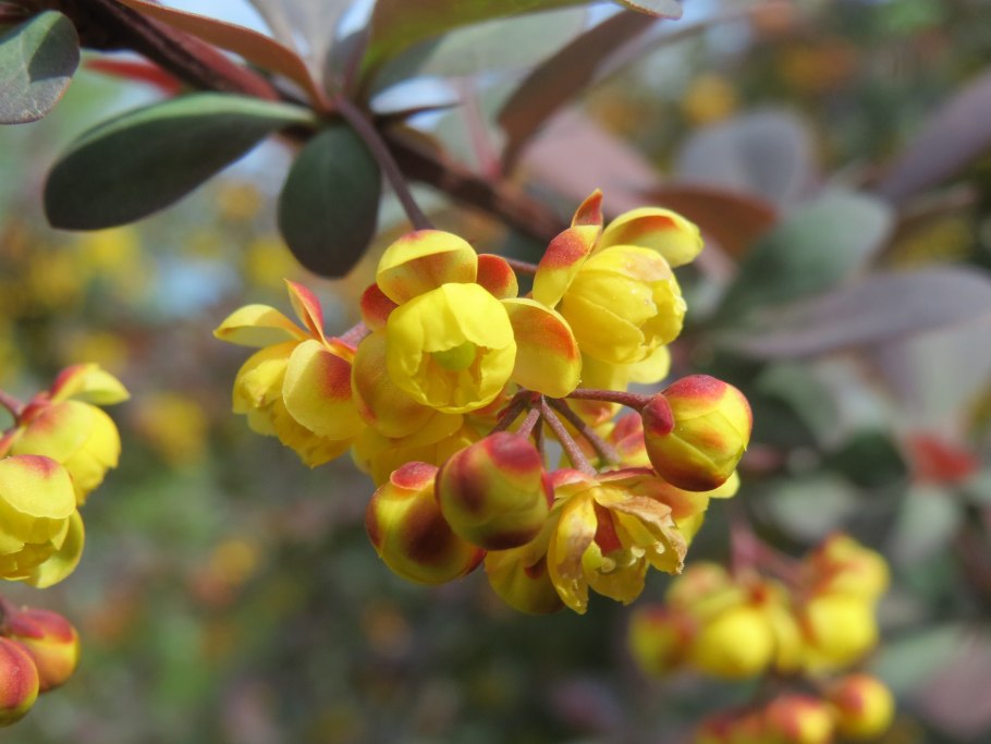 Berberis thunbergii Natasza