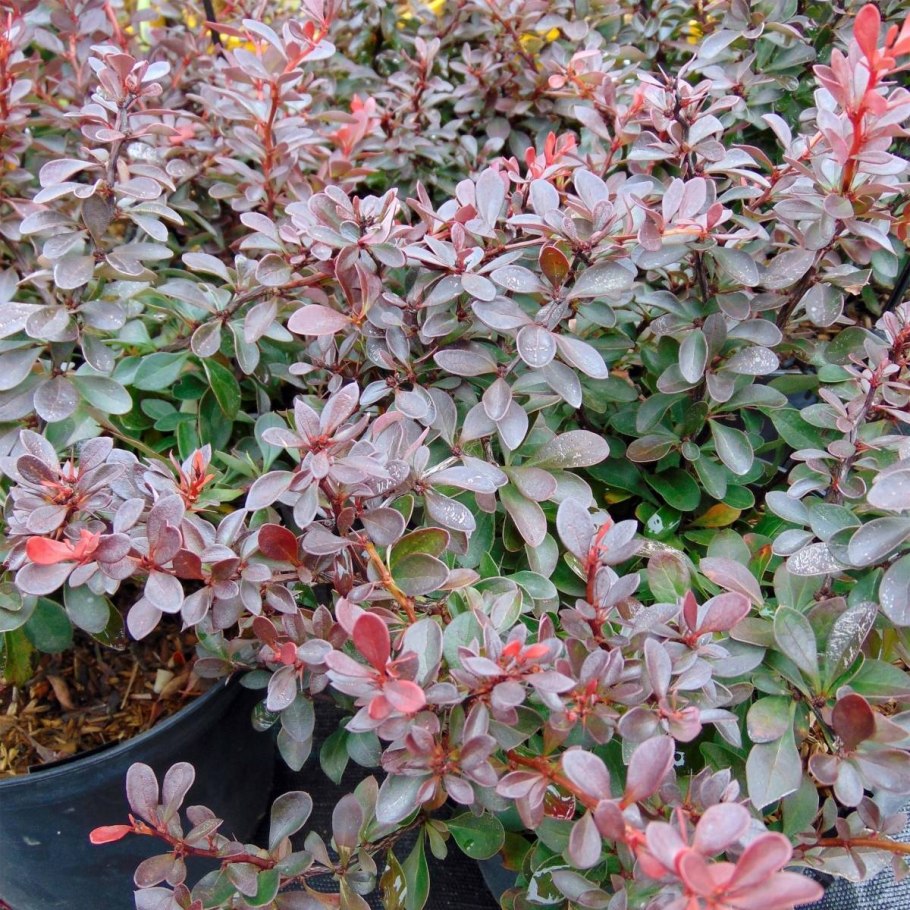 Барбарис Тунберга (Berberis thunbergii)