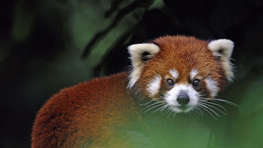 Малая Панда (Ailurus Fulgens