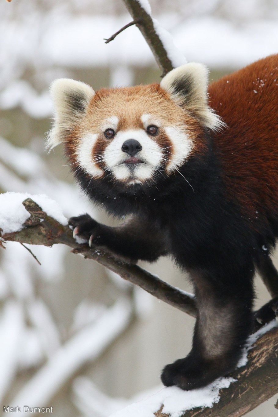 Даная кистевидная