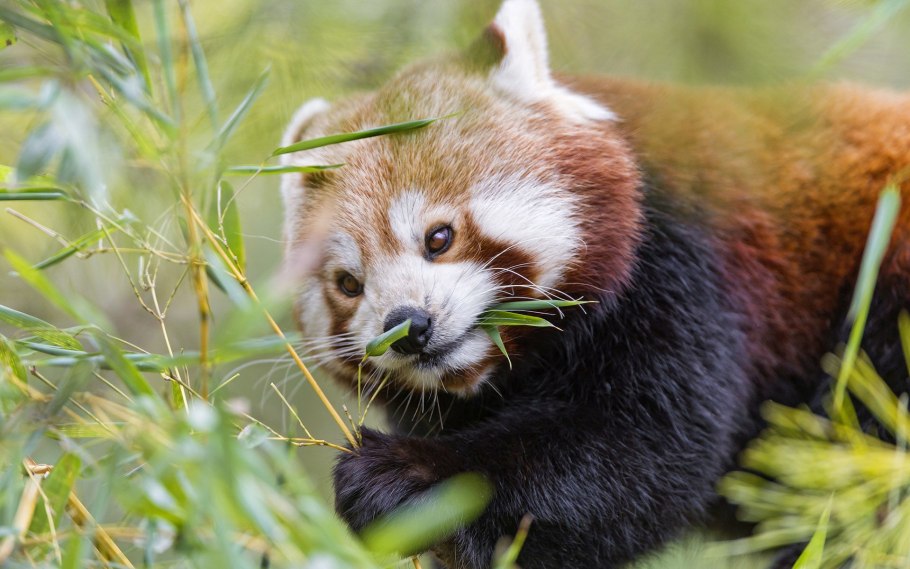 Малая (красная, рыжая, енотовидная) Панда