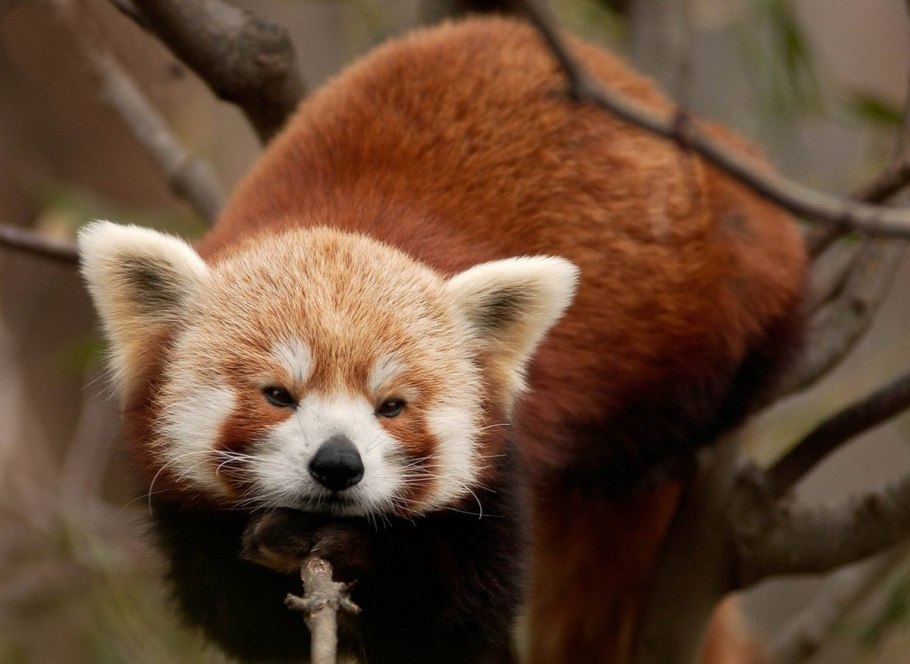 Малая красная Панда