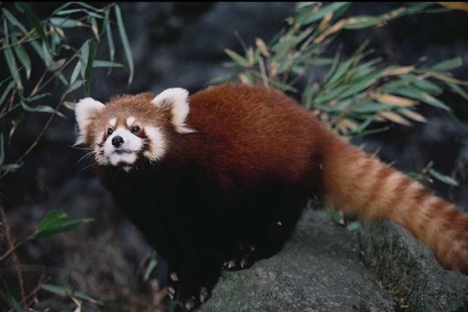 Карликовая красная Панда