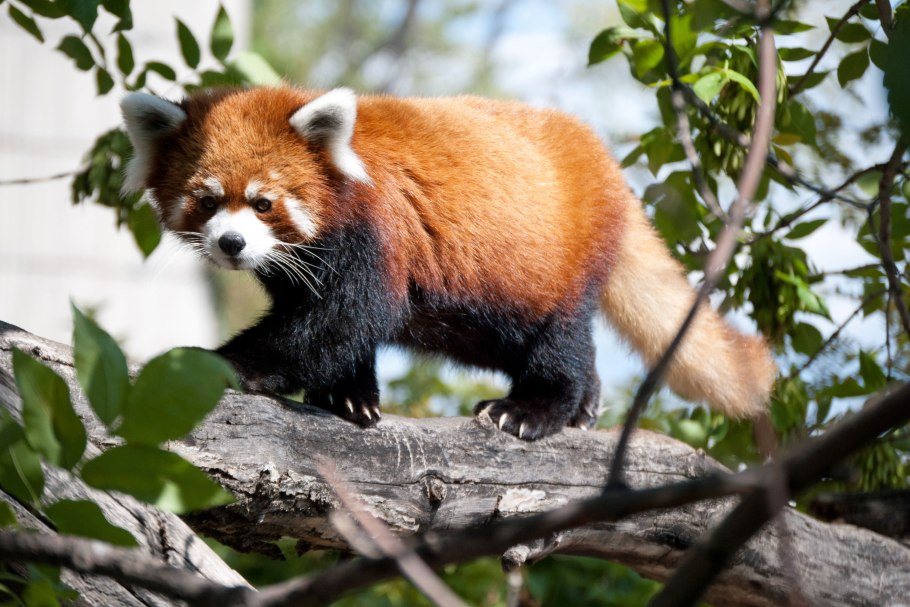 Животный мир Китая