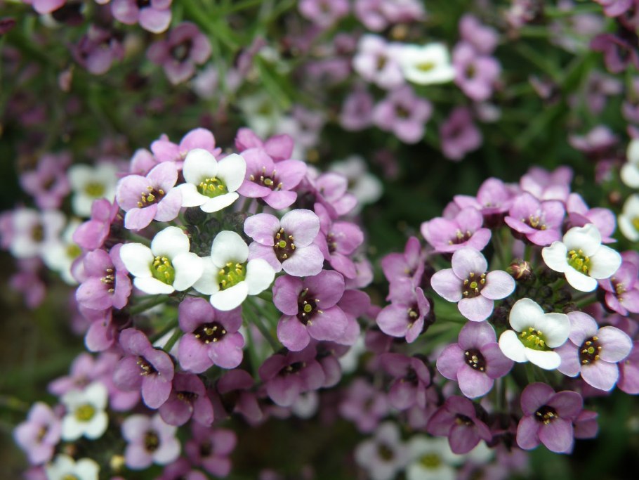 Алиссум лобулярия