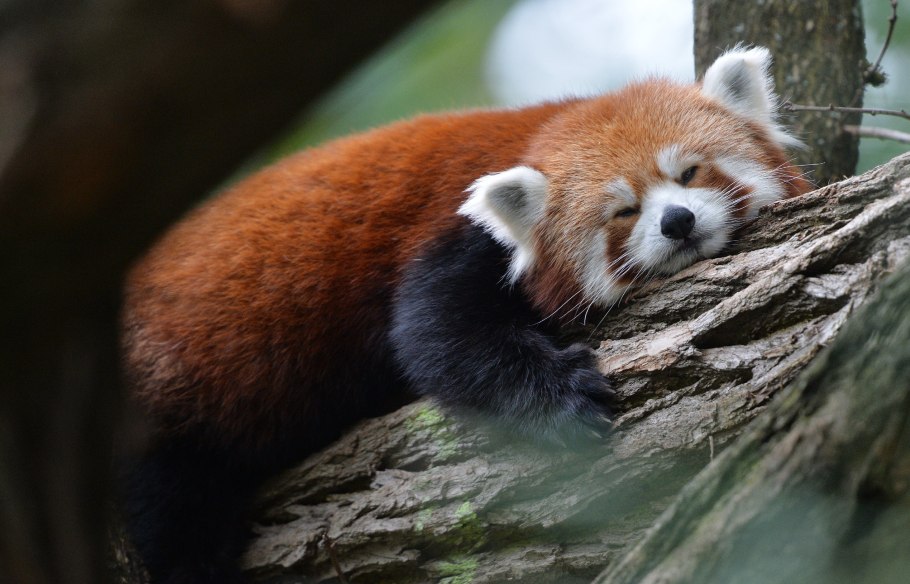 Малая Панда фото