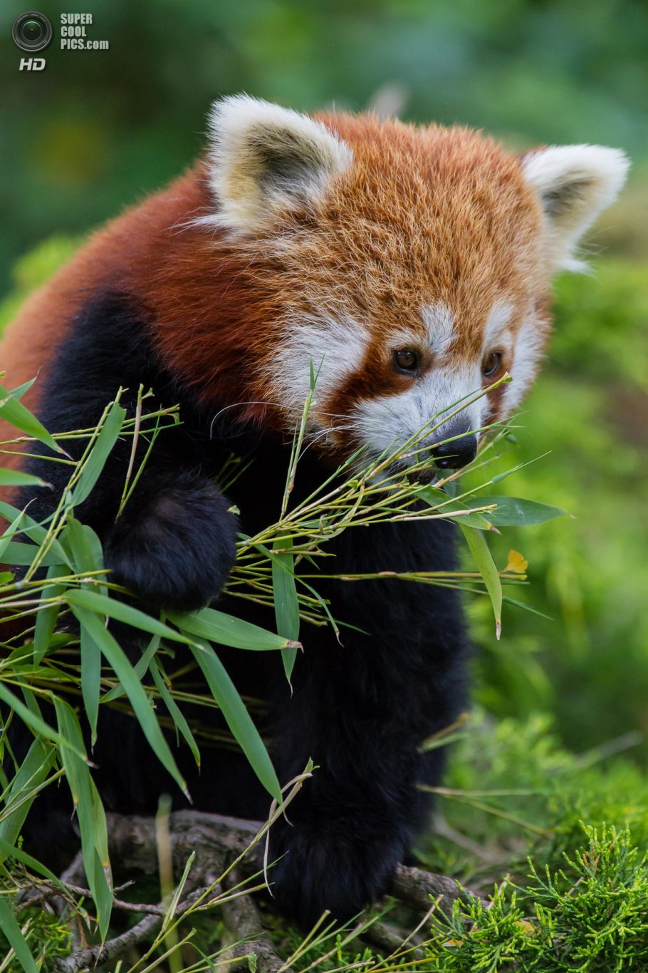 Малая Панда Стайана