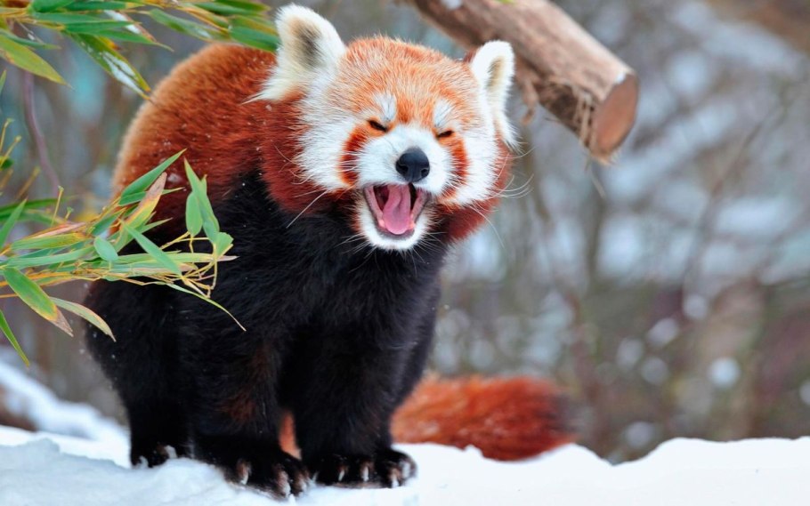 Красная Панда питается