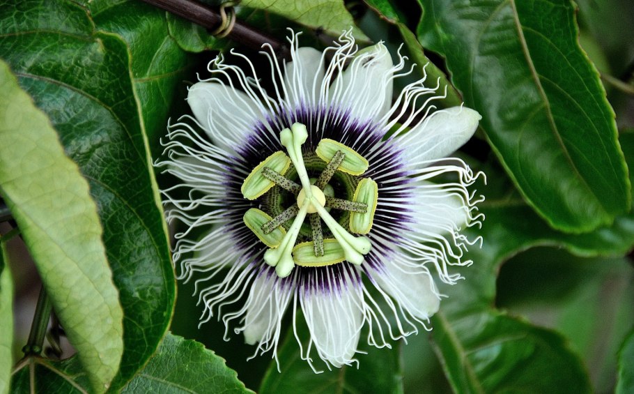 Гималайская красная Панда