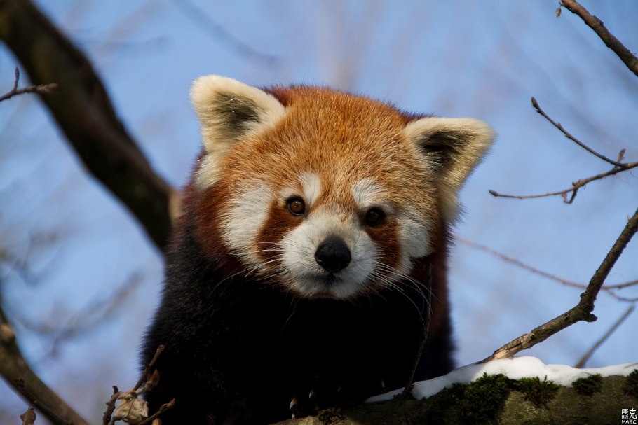 Тануки красная Панда