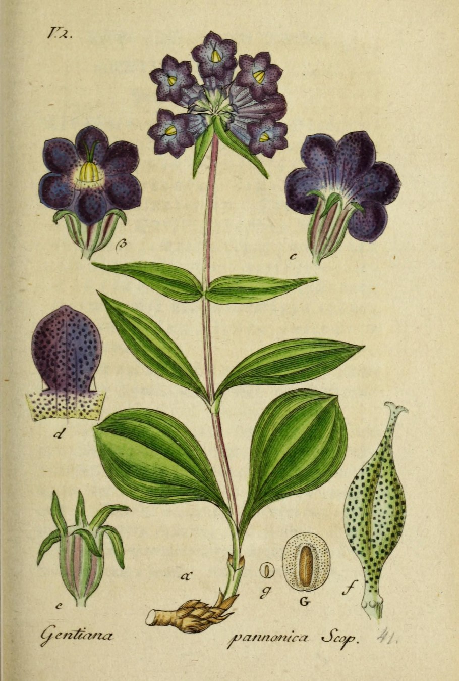 Животные красной книги Панда