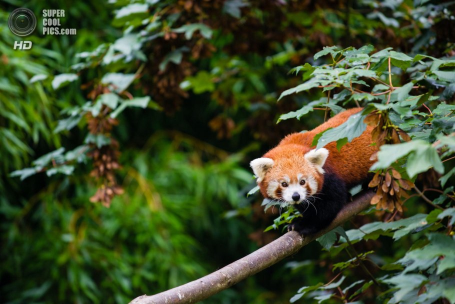 Красная панд