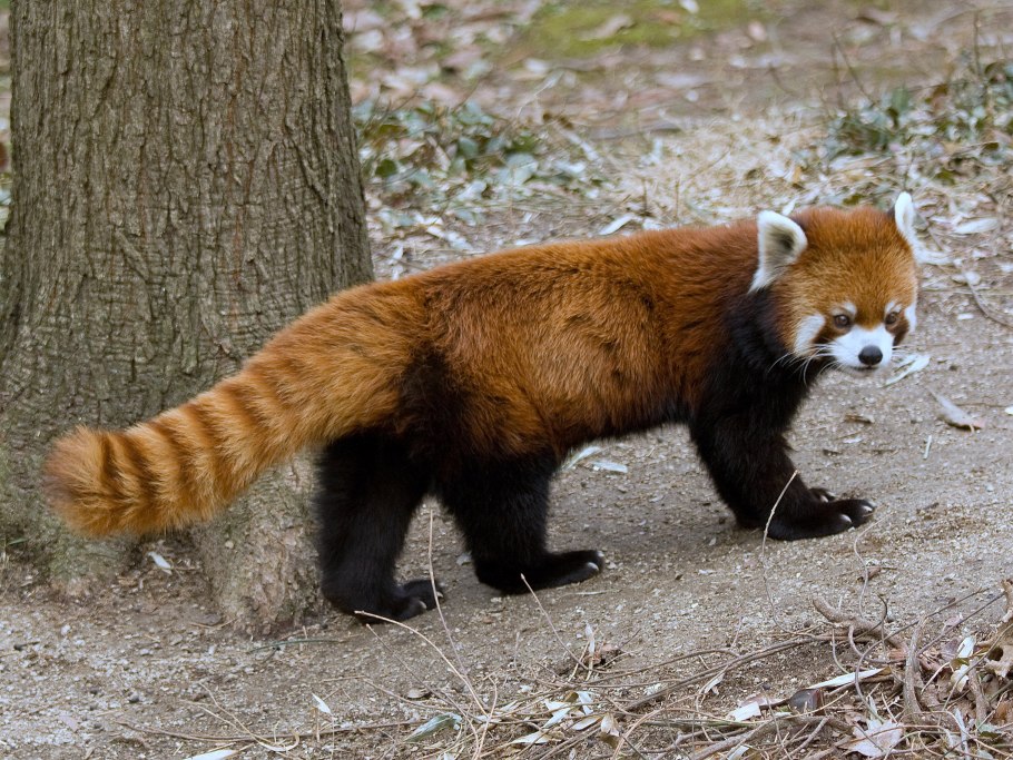 Ailurus fulgens