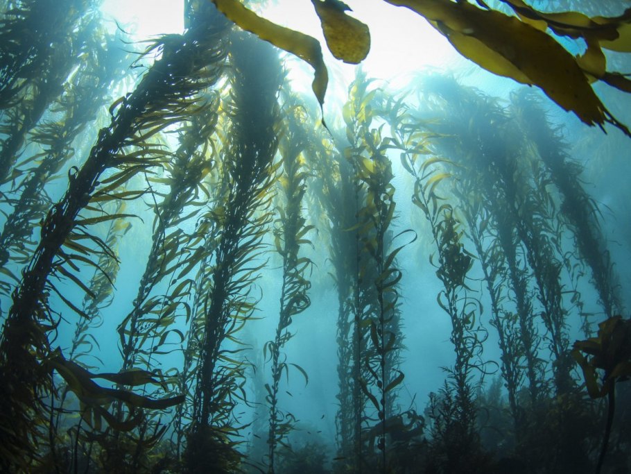 Диатомовые водоросли Саргассова моря