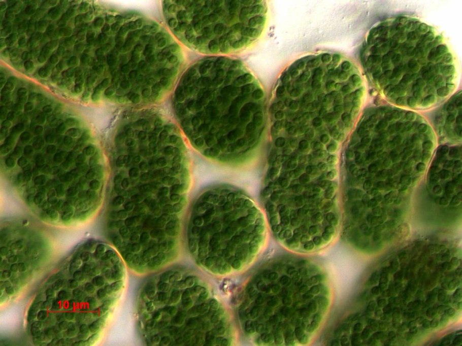 Водоросли ламинария