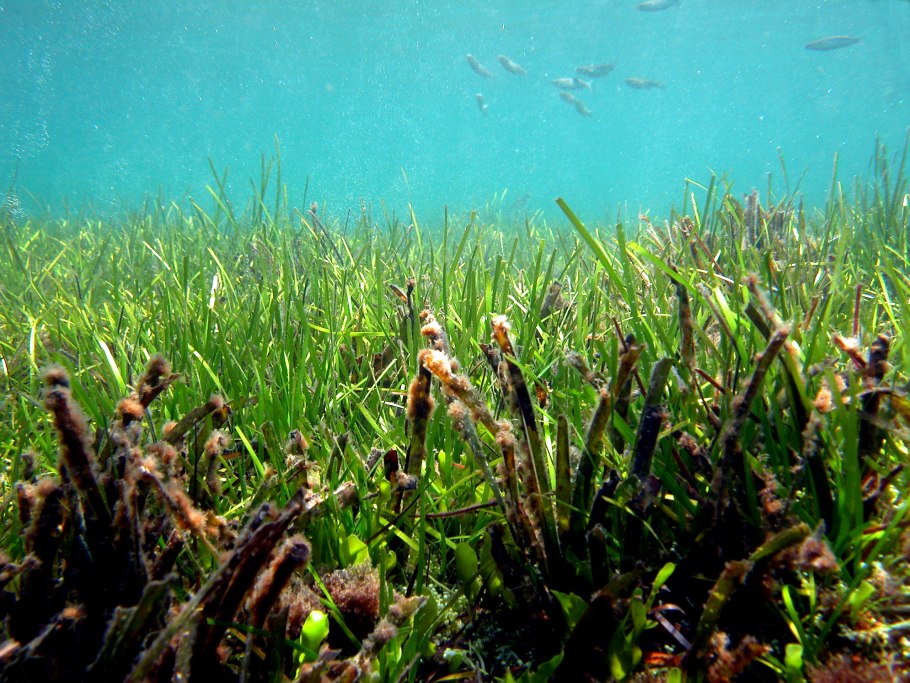 Речные водоросли Посейдония на Сардинии