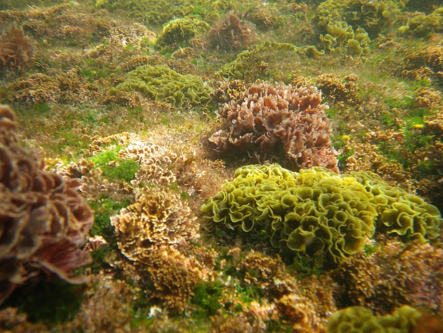 Зеленые водоросли Chlorophyta