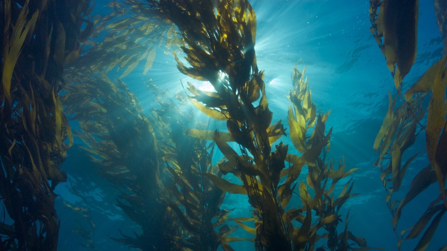 Водоросль морская капуста ламинария