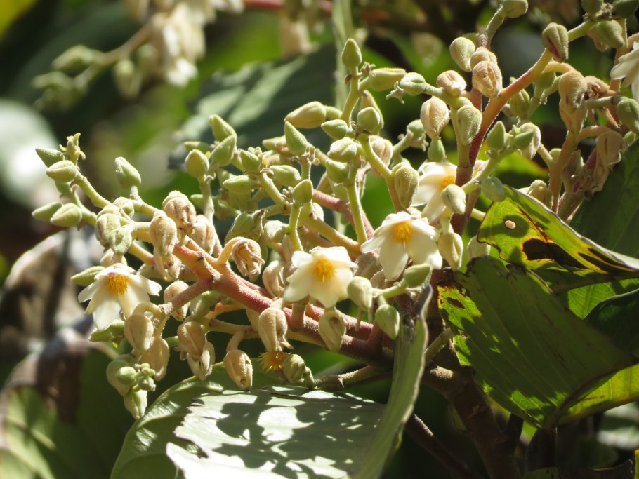 Диптерокарповые деревья