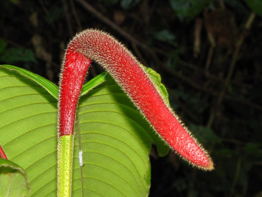 Диптерокарпус туполистный