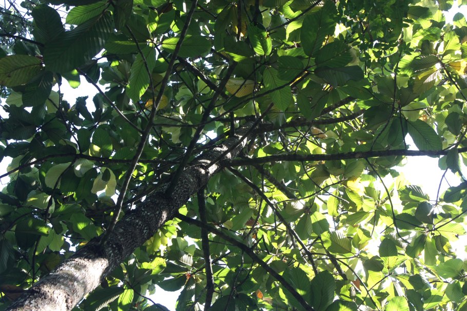 Диптерокарпус Керра