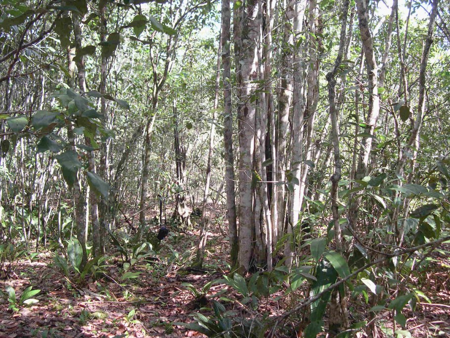 Диптерокарповые деревья