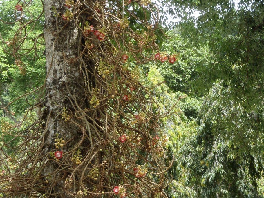 Dipterocarpus turbinatus