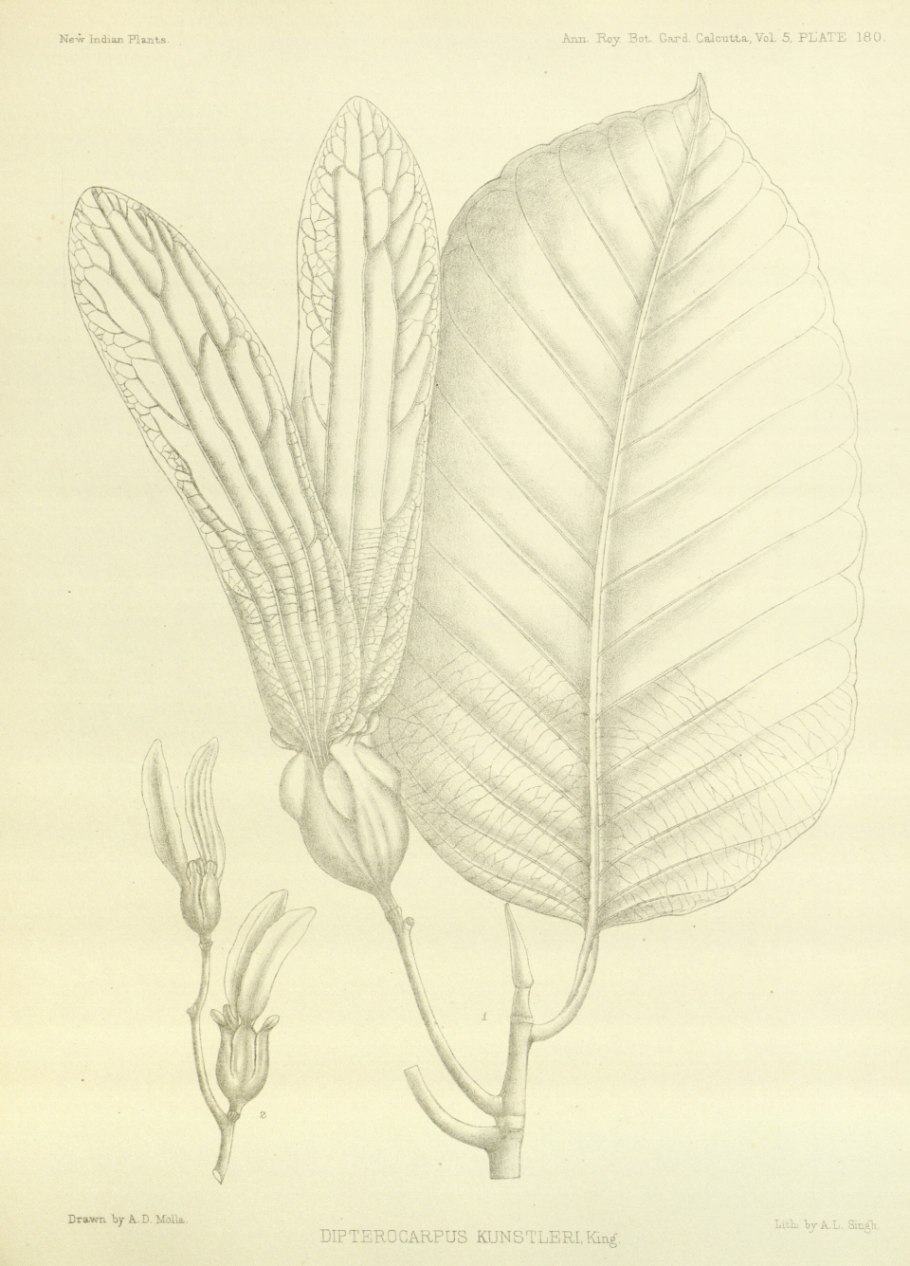 Dipterocarpus turbinatus