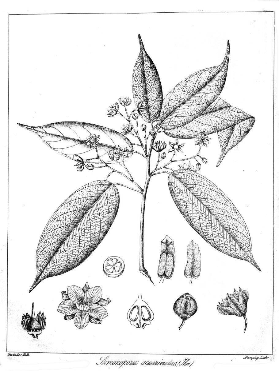 Цветок Тайланда Sphaerocoryne affinis рисунок