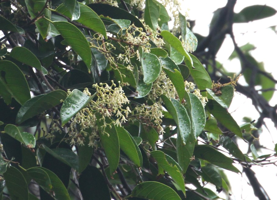 Шорея Визнера