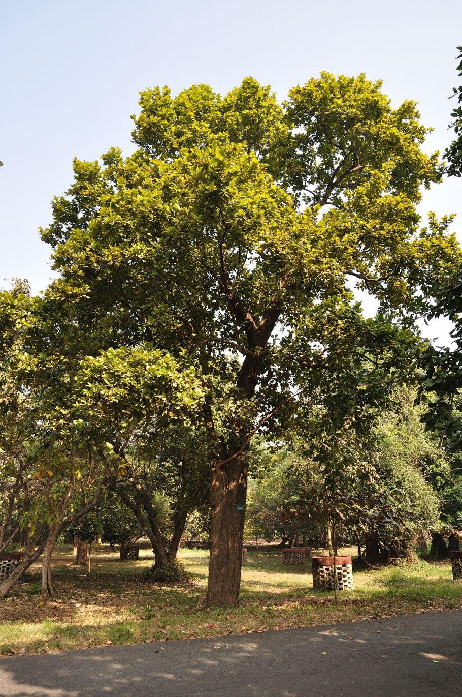 Dipterocarpus lamellatus