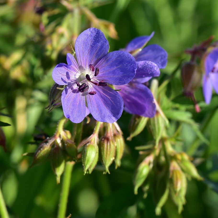 Geranium pseudosibiricum