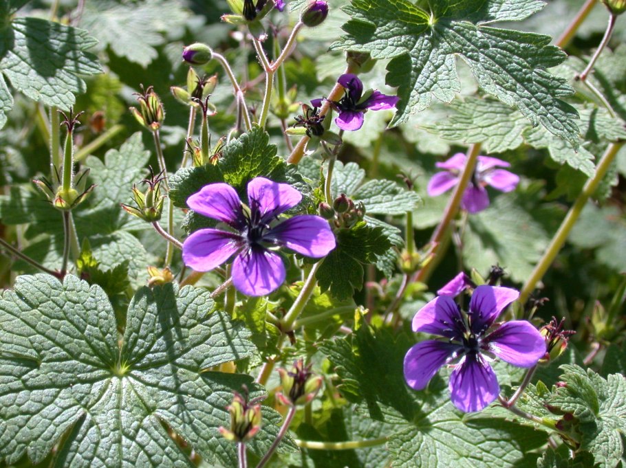 Герань Лесная (Geranium sylvaticum)