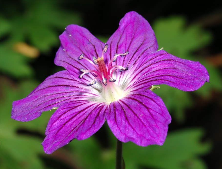 Geranium robertianum гомеопатия