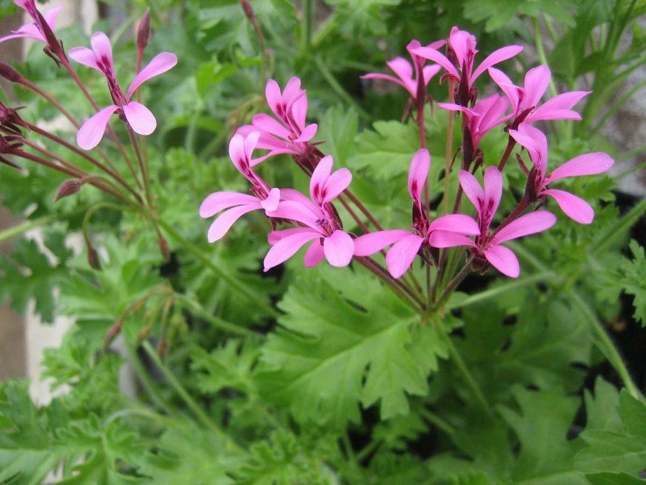 Герань Geranium Tanya Rendall