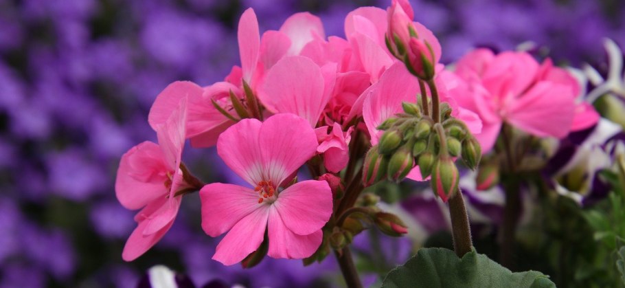 Pelargonium Roseum Willd