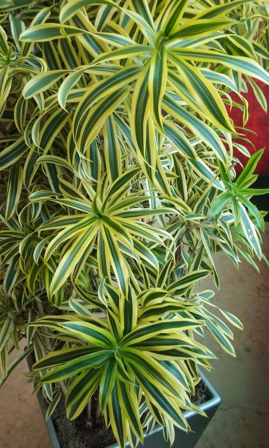 Dracaena braunii