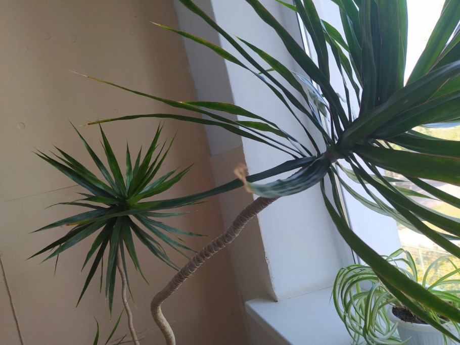 Драцена отогнутая (Dracaena Reflexa)