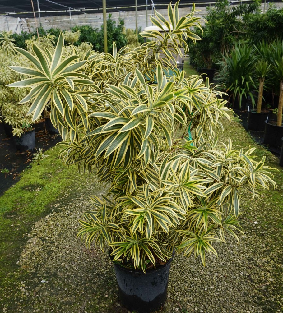 Dracaena braunii