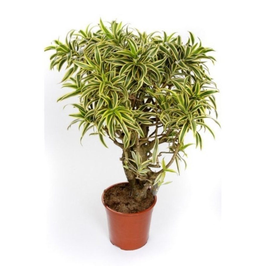 Dracaena Reflexa