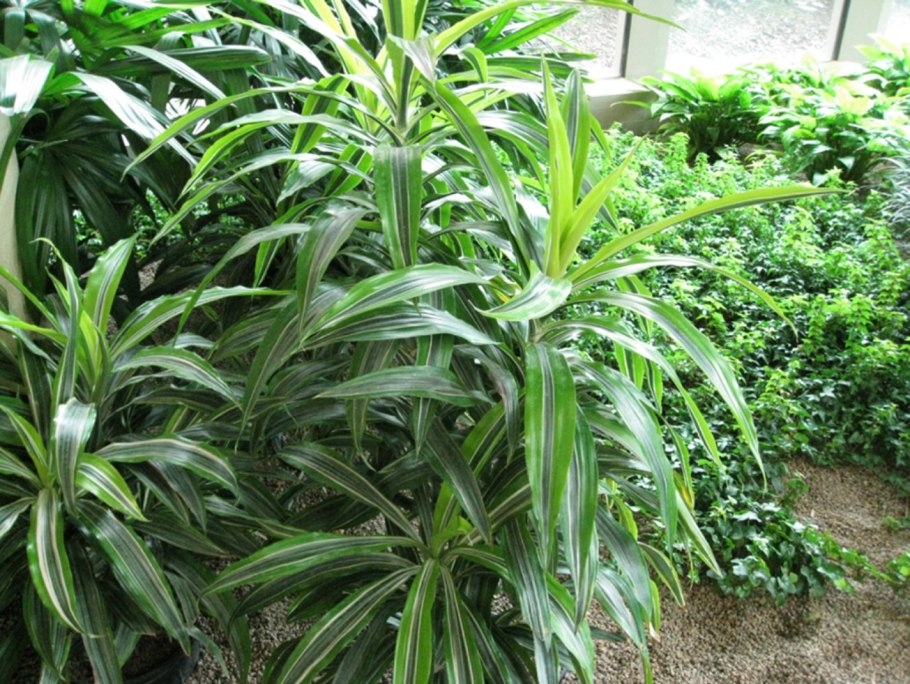 Dracaena Reflexa