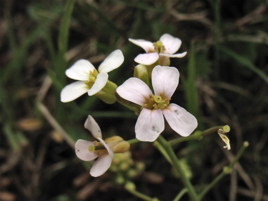 Резуховидка Песчаная