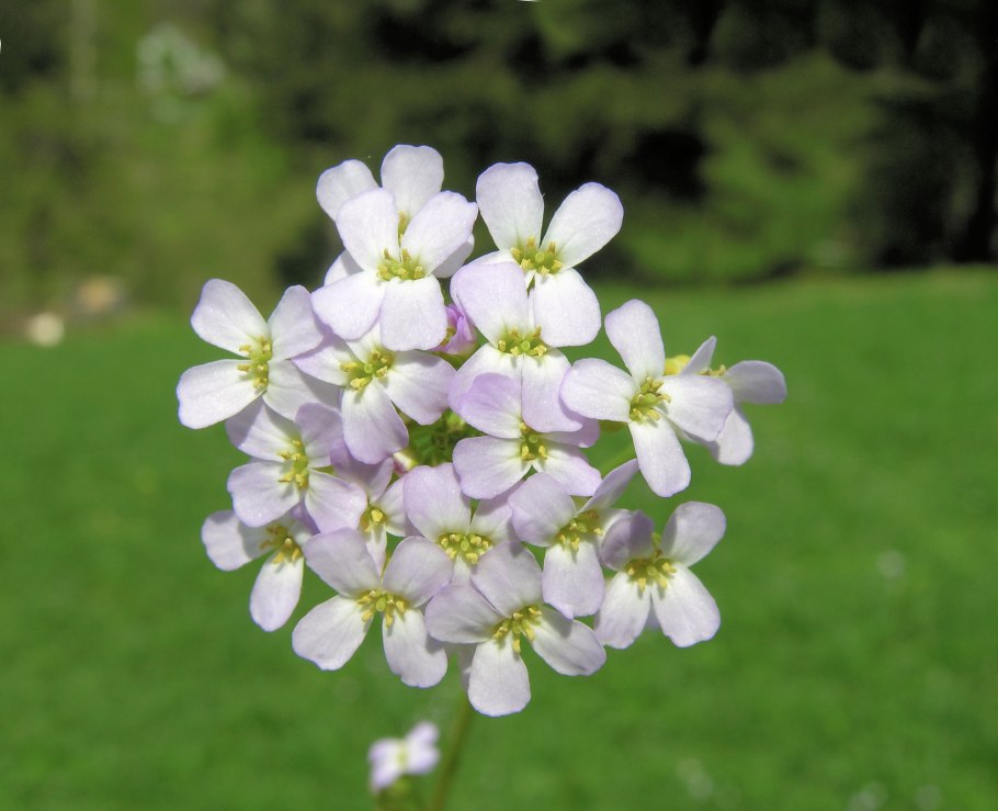 Резуховидка Песчаная