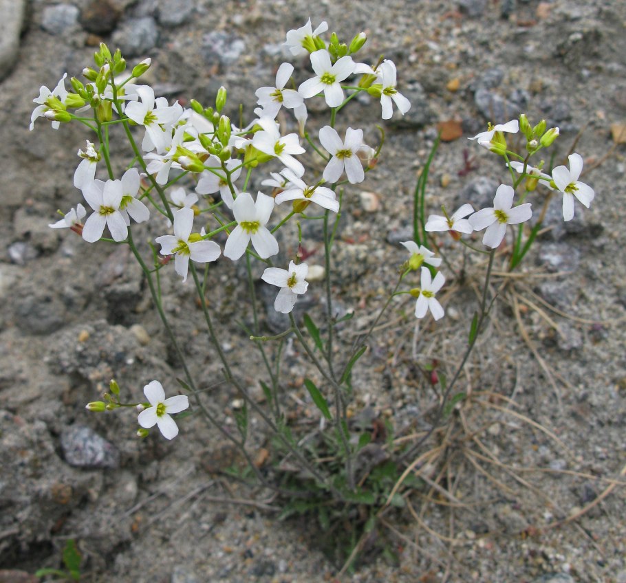 Резушка Таля (Arabidopsis thaliana)