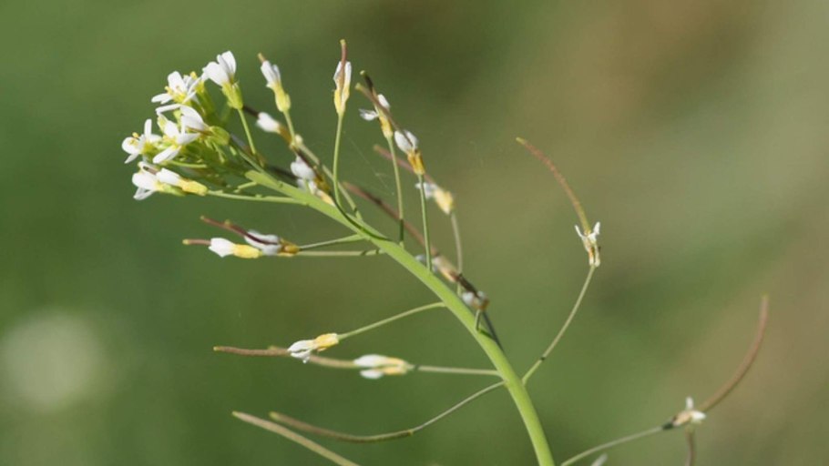 Резушка Таля