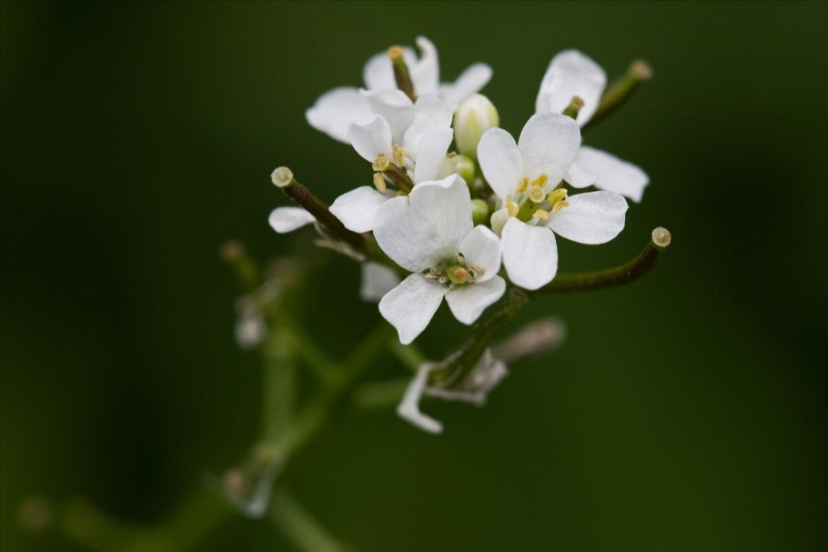 Арадибопсис Таля