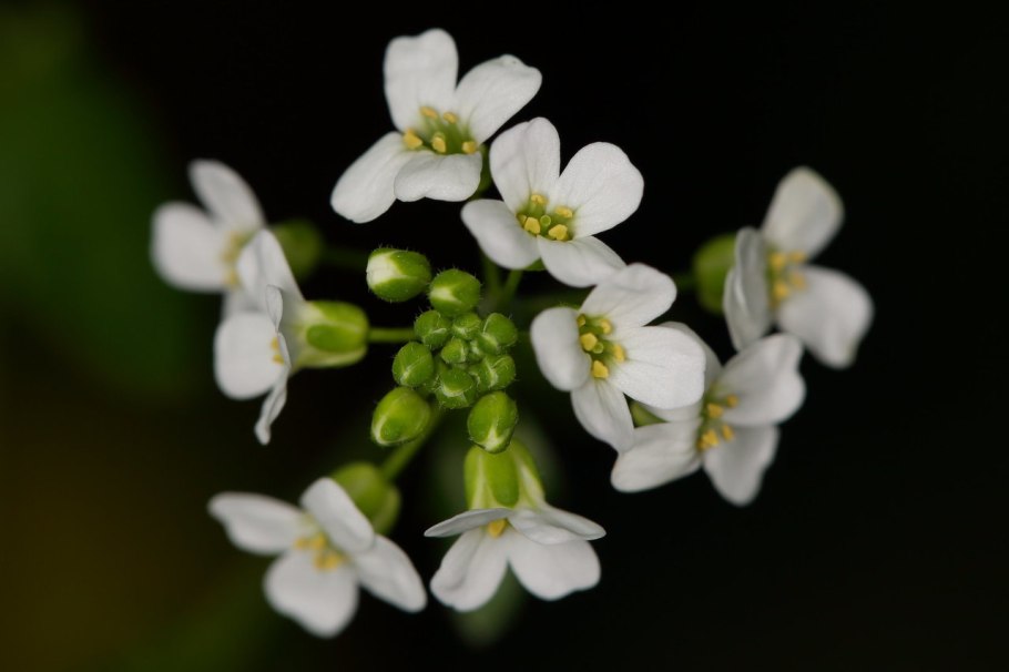 Резуховидки Таля (Arabidopsis thaliana).