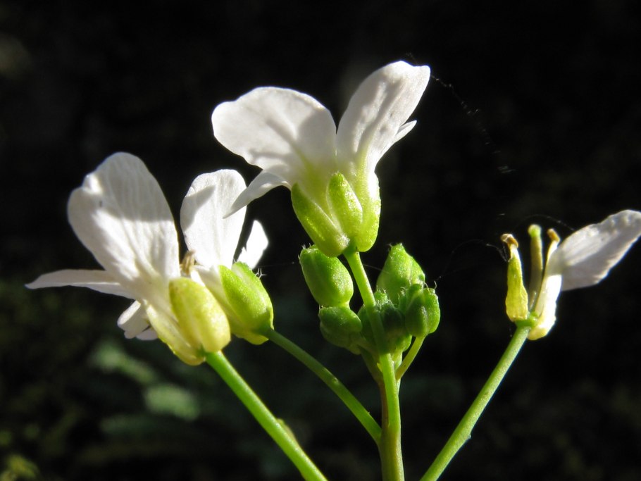 Арабидопсис Талиана