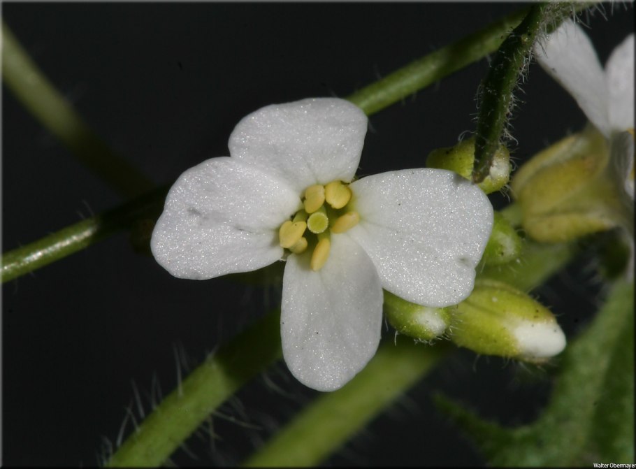 Резушка Таля (Arabidopsis thaliana)